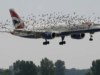 Birds Strike in an Airplane Engine